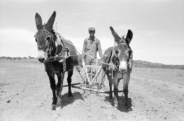 PLOWING, 1940. Jack Whinery plowing with burros and a homemade plow in Pie Town, New Mexico