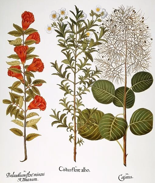 POMEGRANATE, 1613. Pomegranate (Punica granatum), wild rock rose (Cistus monospeliensis), and smoke tree (Cotinus coggygria). Engraving for Basilius Beslers Florilegium, printed in Nuremberg in 1613