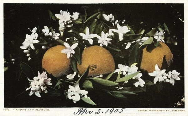 POSTCARD: ORANGES, c1905. Oranges and blossoms. Chromolithograph, c1905