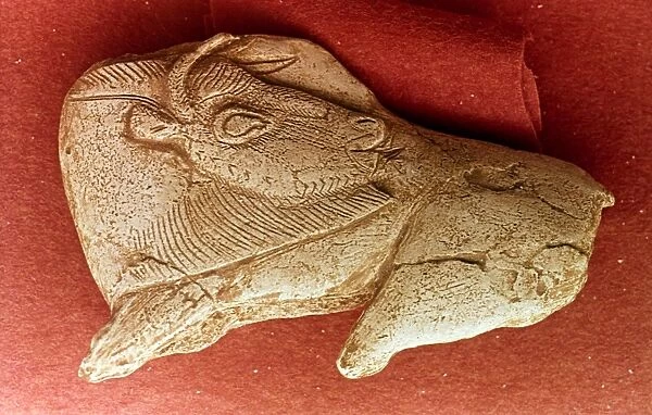 PREHISTORIC BISON CARVING. Bison with turned head carved from reindeer antler. Magdalenian, c12, 000 B. C. from Tursac, Dordogne, France