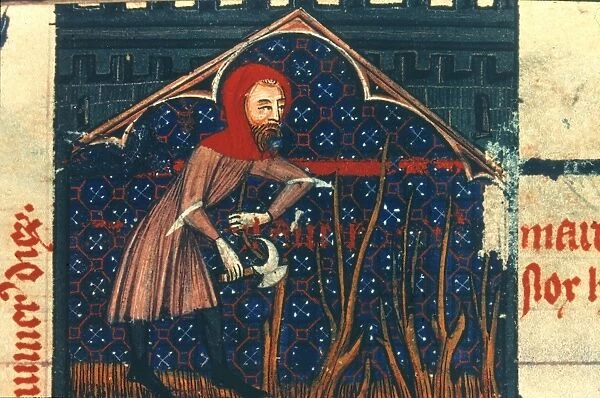 PRUNING GRAPE VINES in March: illumination from a late 14th century French psalter