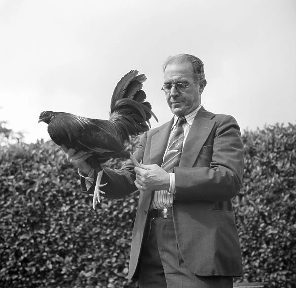 PUERTO RICO: COCKFIGHT, 1937. A trainer holding a prize gamecock before trimming