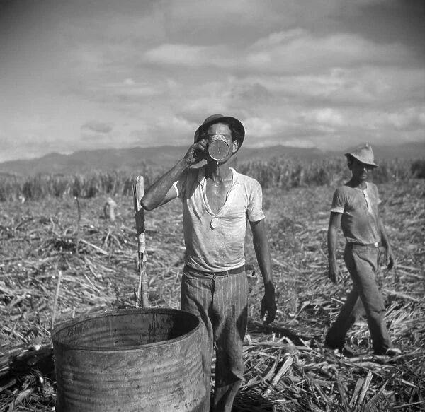 PUERTO RICO: PLANTATION. Workers taking a break on a sugar plantation near Ponce, Puerto Rico