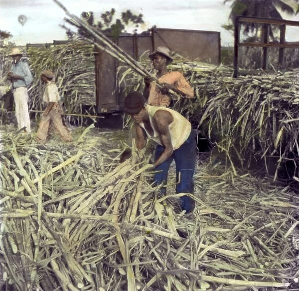 PUERTO RICO: SUGAR CANE. Workers on a plantation near Ponce, Puerto Rico unloading