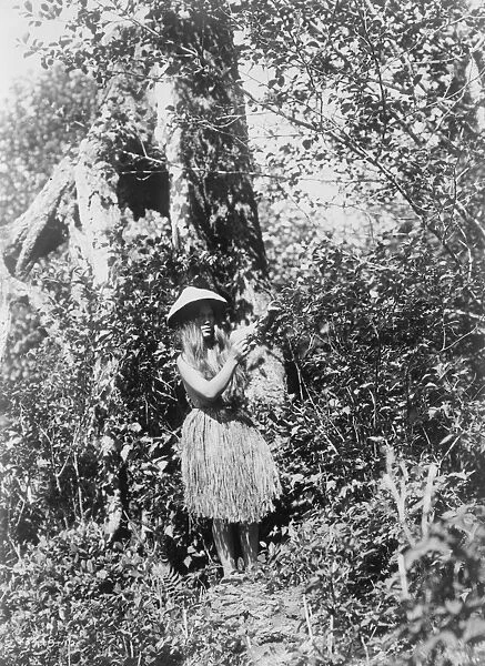 QUINAULT WOMAN, c1913. Quinault woman picking berries in the Pacific Northwest