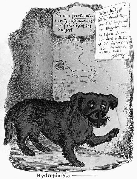 RABIES CARTOON, c1890. Hydrophobia. A muzzled dog complaining about rabies vaccination, developed by Louis Pasteur in 1885. Contemporary English cartoon
