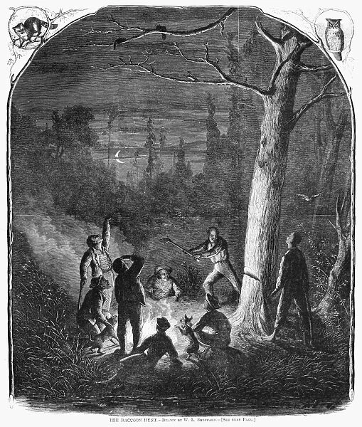RACCOON HUNTERS, 1867. Men chopping down a tree so that their dogs can catch the raccoons in it