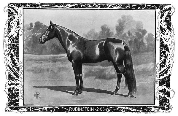 RACEHORSE, 1902. Rubinstein. American racehorse. Illustration, 1902