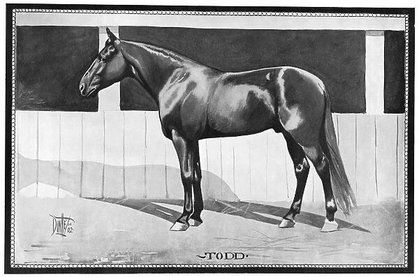 RACEHORSE, 1902. Todd. American racehorse. Illustration, 1902