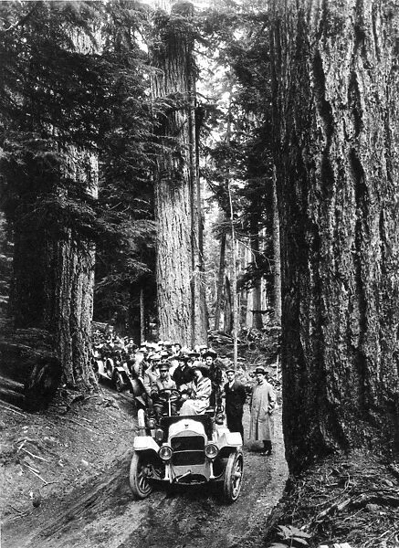 RAINIER NATIONAL PARK Washington State. A caravan of automobiles carrying tourists photographed on Forest Road in 1918