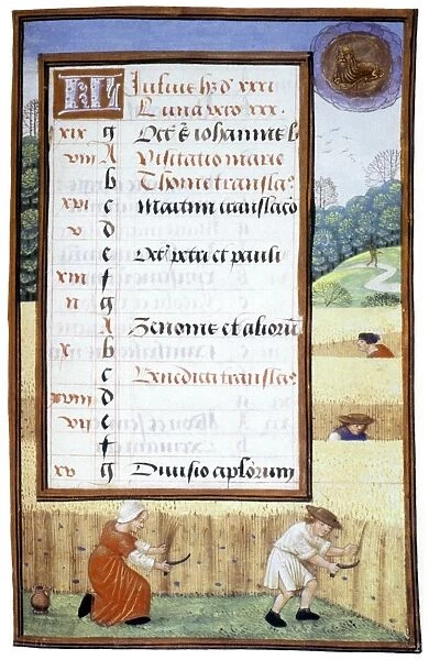 REAPING CORN IN JULY. Miniature from a Flemish Book of Hours, c1500