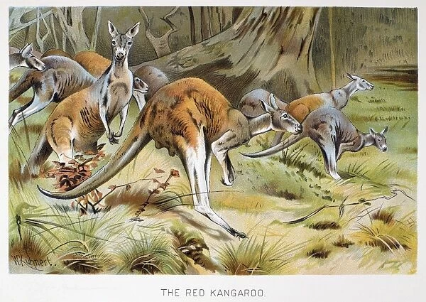 RED KANGAROO. Lithograph, late 19th century, after Wilhelm Kuhnert