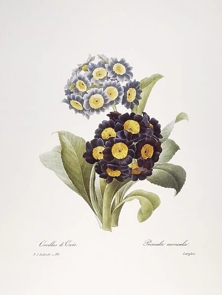 REDOUTE: AURICULA, 1833. Auricula (Primula auricula): engraving after a painting by Pierre-Joseph Redoute for this Choix des plus belles fleurs, Paris, 1833