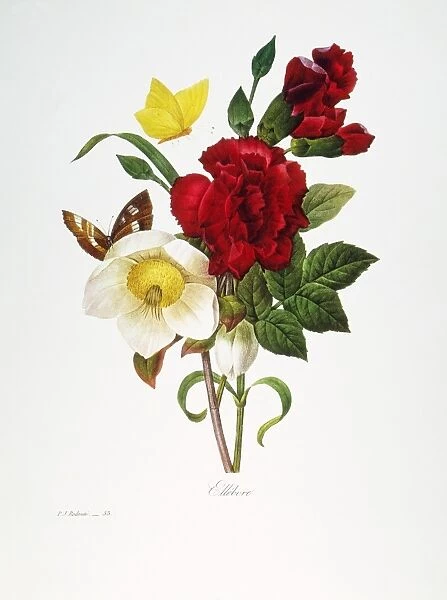REDOUTE: HELLEBORE, 1833. Christmas rose, or hellebore (Helleborus niger): engraving after a painting by Pierre-Joseph Redoute for his Choix des plus belles fleurs, Paris, 1833