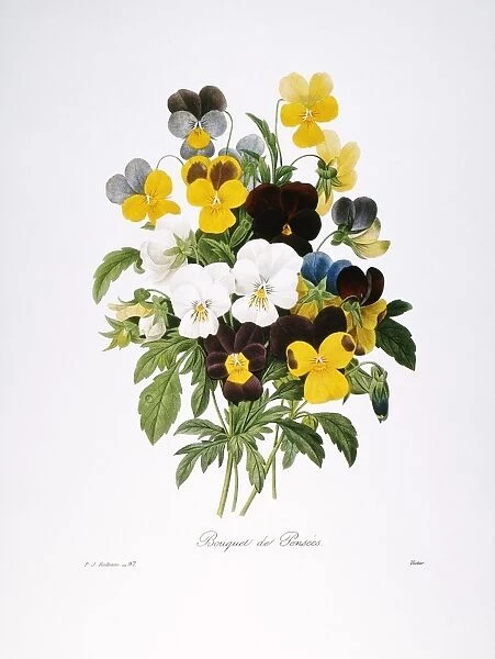 REDOUTE: PANSY, 1833. Johnny-jump-up pansies (Viola tricolor). Engraving after a painting by Pierre-Joseph Redout