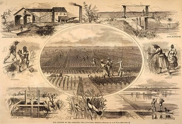 RICE PLANTATION, 1866. Scenes of rice cultivation on an Ogeeche River plantation near Savannah, Georgia. Wood engraving, American, 1866