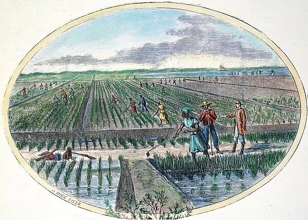 RICE PLANTATION, 1867. Rice culture in the American South. Engraving, 1867