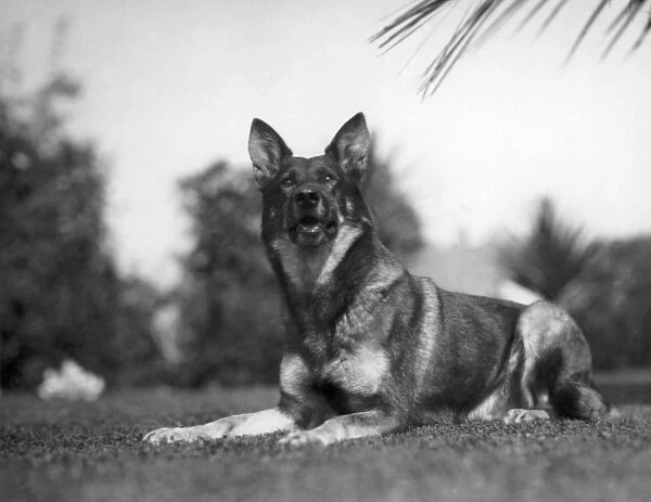 RIN-TIN-TIN (1916-1932). American canine actor
