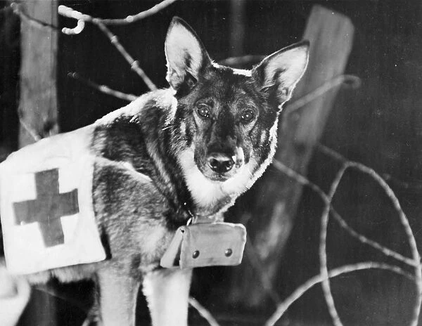 RIN-TIN-TIN (1916-1932). American canine actor. Still from Find Your Man, 1924, starring June Marlowe
