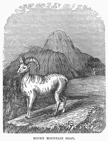 ROCKY MOUNTAIN GOAT. The upper Missouri River Valley. Wood engraving, 19th century