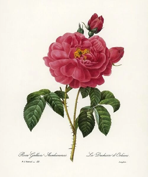 ROSA GALLICA. Engraving after a painting by Pierre Joseph Redout