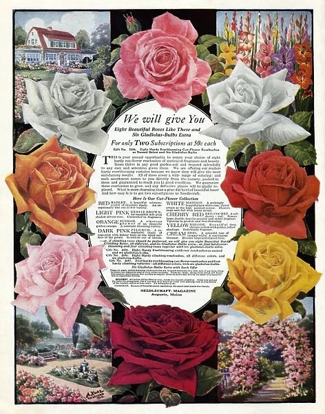 ROSES, 1927. American advertisement for a subscription to Needlecraft Magazine