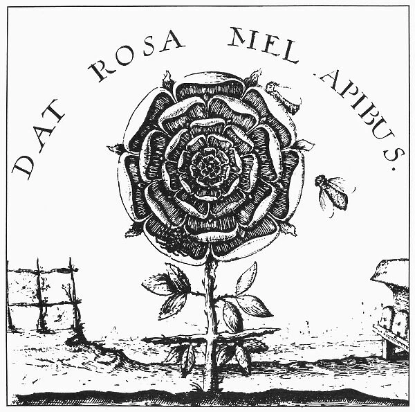 ROSICRUCIANISM. Rosicrucian symbol of the rose and cross. Line engraving from Robert Fludds Summum Bonum, 1629