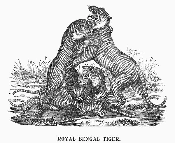 ROYAL BENGAL TIGERS. Royal Bengal tigers depicted in a program for an American circus, c1901