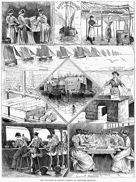 SARDINE FISHERY, 1880. Scenes from a sardine fishery in Cornwall, England. Engraving