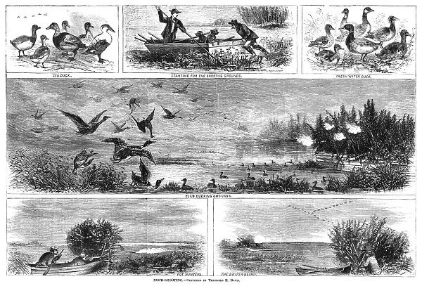 Scenes of ducks and duck hunters. Wood engraving, American, 1868