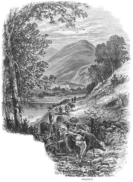 SCOTLAND: GLENFALLOCH. A herd of cattle in Glenfalloch, Scotland. Wood engraving, c1875