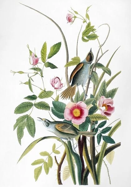 SEASIDE SPARROW, 1858. Seaside Sparrow (Ammospiza maritima). Lithograph, 1858, after John James Audubon