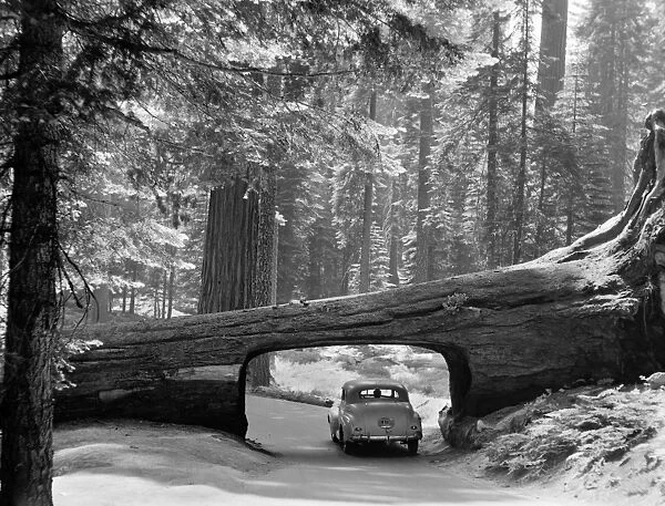 SEQUOIA NATIONAL PARK. An automobile in a tunnel log, cut through a fallen giant sequia tree in Sequoia National Park, California. Photograph, c1957