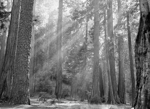SEQUOIA NATIONAL PARK. Sun rays filtering through the forest in Sequoia National Park, California. Photograph, c1957