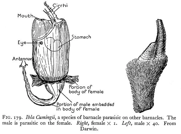 Sexual dimorphism as observed by Charles Darwin among the cirripedes, or barnacles. Drawing after Darwin