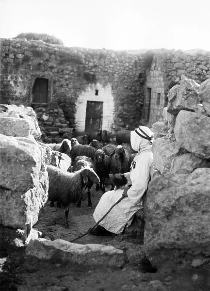 SHARAFAT: SHEPHERD. A young shepherd guards the entrance to a corral at Sharafat, East Jerusalem
