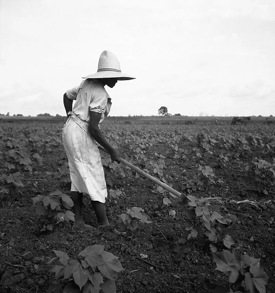 SHARECROPPER, 1936. An African American sharecropper working in a cotton field near Eutaw
