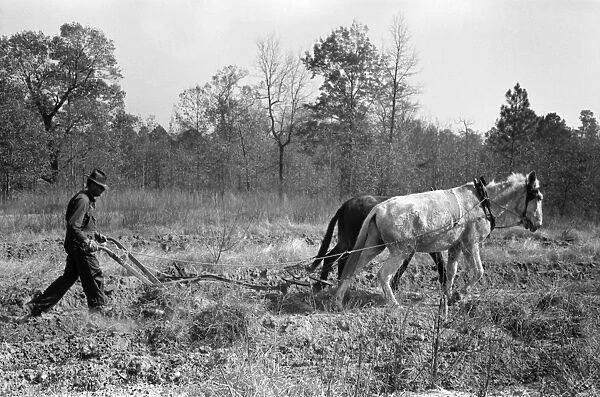 SHARECROPPER, 1938. Sharecropper ploughing a field of sweet potatoes near Laurel, Mississippi