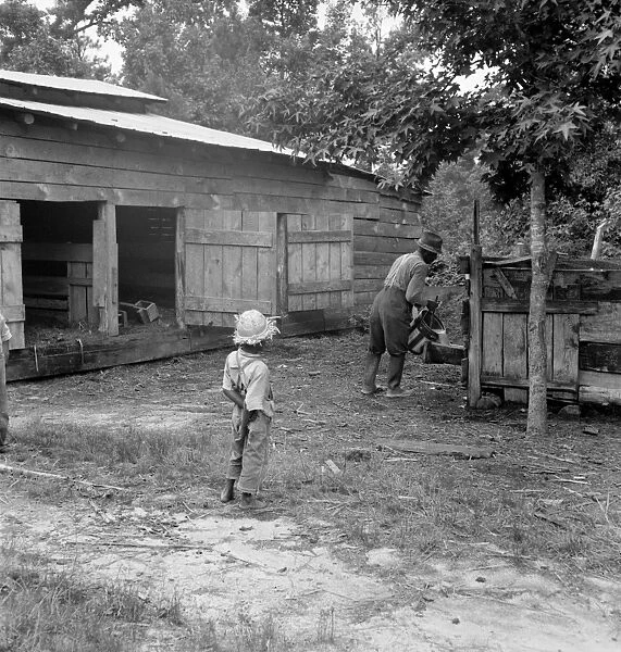 SHARECROPPER, 1939. An African American sharecropper feeding the pigs on a farm