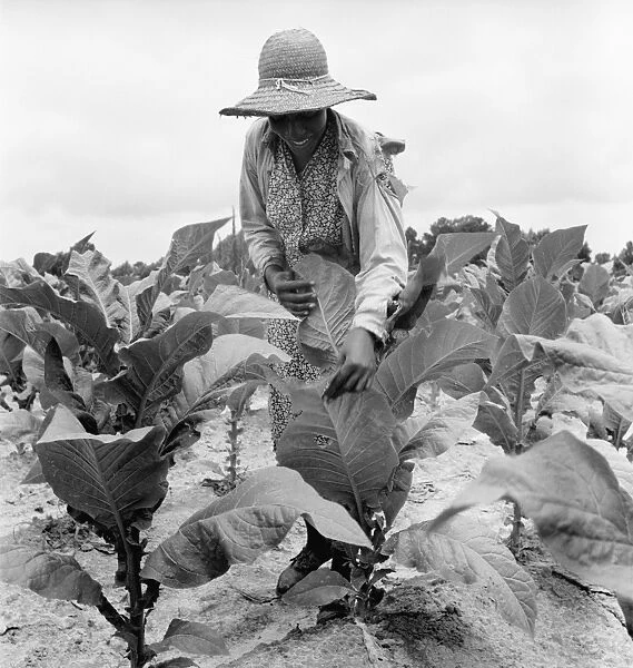 SHARECROPPER, 1939. The daughter of an African American sharecropper at work in