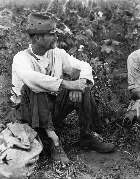 SHARECROPPER, c1935. Bud Fields sitting in his cotton patch in Hale County, Alabama