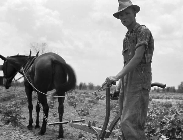 SHARECROPPERs SON, 1937. The son of a sharecropper at work in a cotton field near Chesnee, South Carolina. Photograph by Dorothea Lange, June 1937