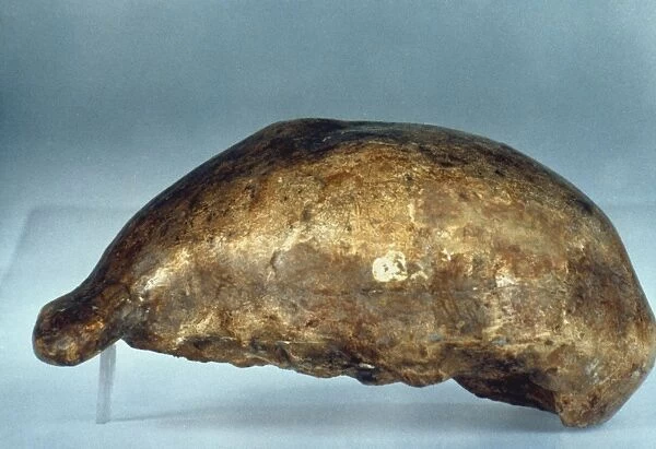 SKULL OF JAVA MAN. Lateral view of cast of skull of Java Man (Pithecanthropus erectus) discovered at Trinil in East Java, Indonesia by Eugene Dubois, 1891
