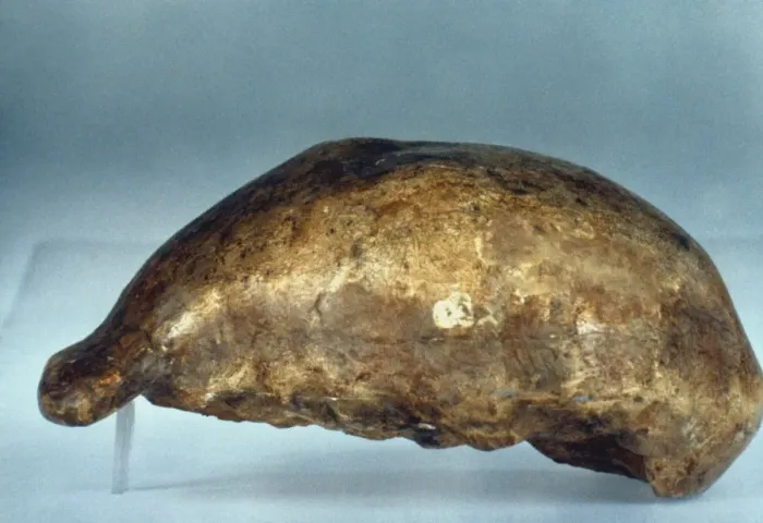 Framed Print : SKULL OF JAVA MAN. Lateral view of cast of skull of Java Man (Pithecanthropus erectus) discovered at Trinil in East Java, Indonesia by Eugene Dubois, 1891 Framed Print : SKULL OF JAVA MAN. Lateral view of cast of skull of Java Man (Pithecanthropus erectus) discovered at Trinil in East Java, Indonesia by Eugene Dubois, 1891