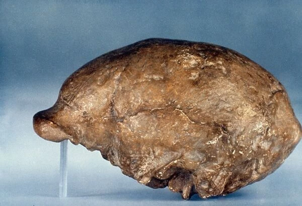 SKULL OF PEKING MAN. Lateral view of cast of skull of Peking Man (Homo erectus)