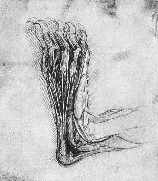 The sole of the hind foot of a bear. Drawing by Leonardo da Vinci, c1490-1493