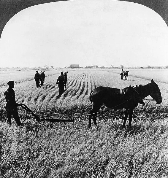 SOUTH CAROLINA: RICE, 1904. Workers in a rice field in South Carolina. Stereograph