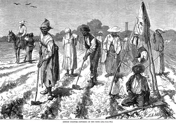 SOUTH: COTTON PLANTING. Covering in the seed on a cotton field in the American South. Wood engraving, American, 1875, after Edwin Austin Abbey