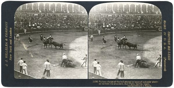 SPAIN: BULLFIGHT, c1908. Furious charge of the bull stayed by lance of a picador