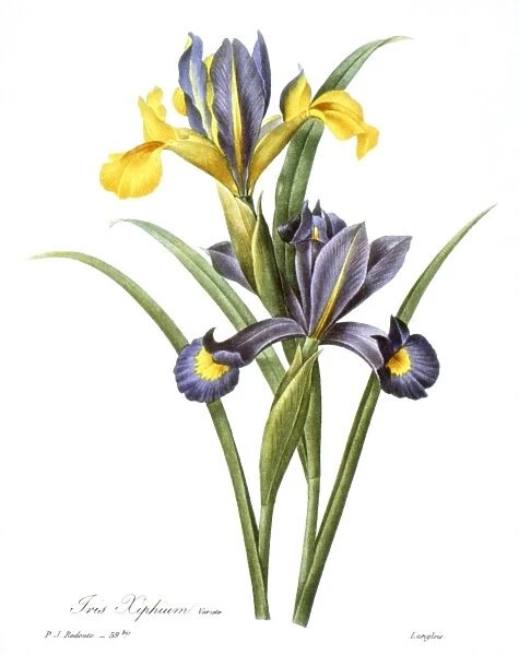 SPANISH IRIS (Iris xiphium). Engraving after painting, 1833, by P. J. Redoute